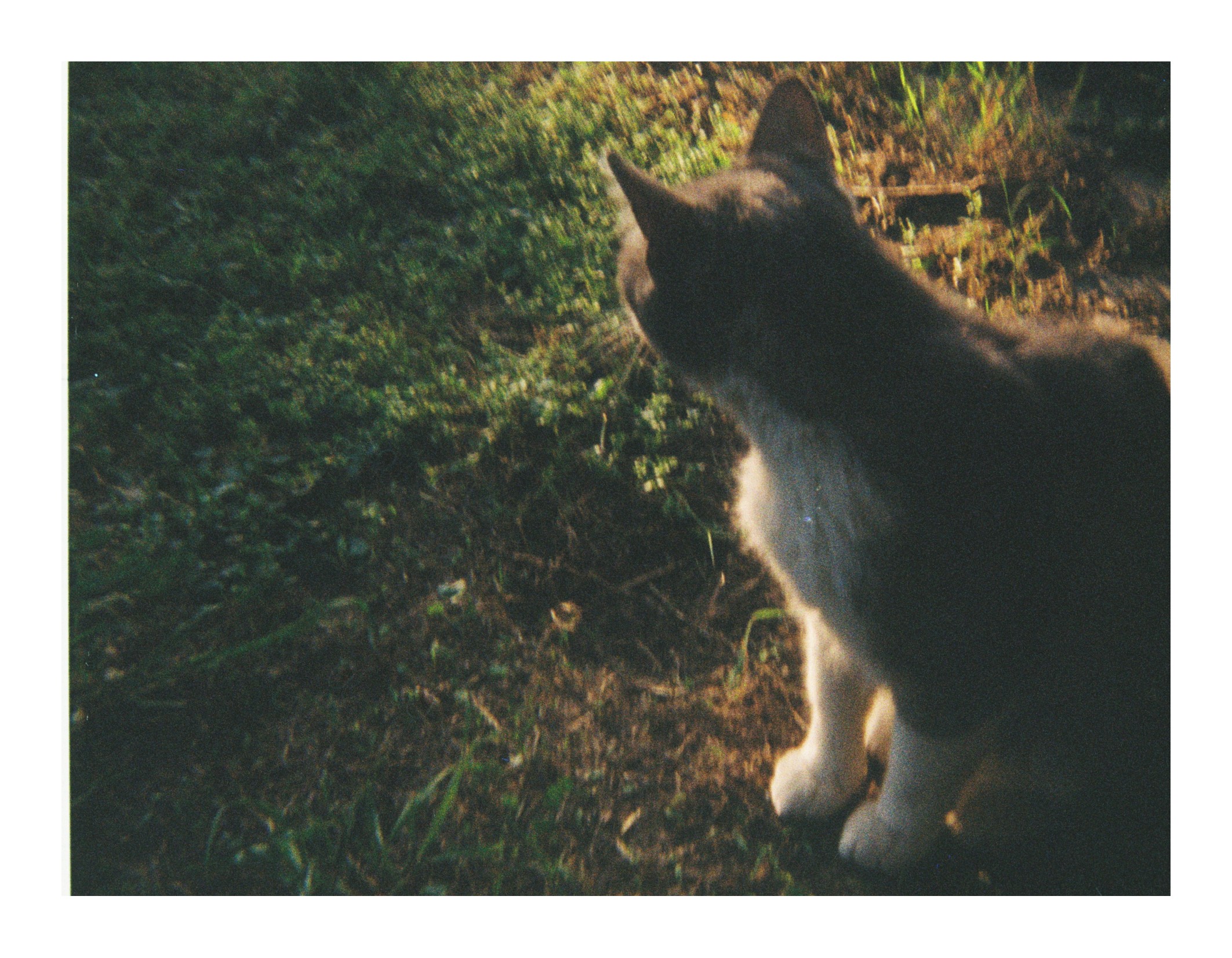 My late cat seen from behind standing on grass outdoors, lit by warm natural light.